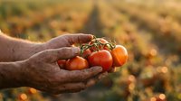 Farmer hands holding fresh ripe red tomatoes at sunset in agricultural field. Organic harvest concept for healthy eating and sustainable farming.