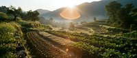 Sunrise over terraced agricultural fields with mountain backdrop creating golden hour lighting and peaceful rural farming landscape atmosphere.