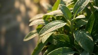 Fresh sage leaves with morning dew drops in natural sunlight, aromatic culinary herb plant for cooking, gardening and wellness applications.