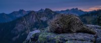 Porcupine resting on rocky mountain ledge during twilight with dramatic alpine peaks and purple sunset sky creating peaceful wildlife scene in natural habitat.