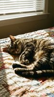 Tabby cat sleeping peacefully on colorful quilt by sunny window with natural light streaming through blinds creating cozy domestic atmosphere.