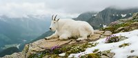 White mountain goat resting on rocky alpine ledge with snow patches and purple wildflowers against misty mountain valley backdrop in wilderness setting.