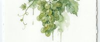 Watercolor green grapes hanging with vine leaves and tendrils on white background. Fresh fruit botanical illustration for wine labels and kitchen decor.