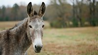 Domestic donkey with gray coat standing in rural pasture with blurred forest background, suitable for agricultural and farm-related projects.