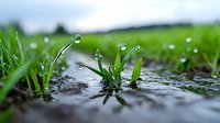 Fresh green grass sprouting through wet pavement after rain with water droplets, symbolizing resilience, growth and nature reclaiming urban spaces.