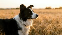 Border collie dog sitting in golden wheat field during sunset with warm lighting and rural countryside background.
