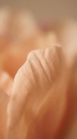 Macro close-up of delicate flower petal with soft peachy tones and shallow depth of field, suitable for botanical and nature backgrounds.