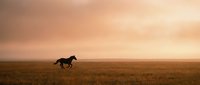 Wild horse galloping across open prairie grassland during golden hour sunset with dramatic orange sky clouds creating peaceful countryside landscape scene.
