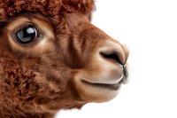 Close up portrait of brown alpaca face showing detailed fur texture and expressive eye against white background, profile view of gentle smiling expression.