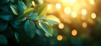 Fresh green leaves with golden sunlight and warm bokeh lights creating natural organic background for wellness and environmental concepts.