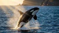 Majestic orca whale breaching ocean surface with dramatic water splash during golden sunset, showcasing marine wildlife power and grace in natural habitat.