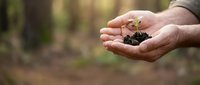 Adult hands holding young seedling with soil in forest setting, representing environmental conservation and sustainable growth.
