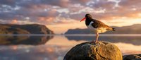 Oystercatcher bird standing on rocky shore during golden hour sunset with dramatic sky reflected in calm water creating serene coastal landscape scene.