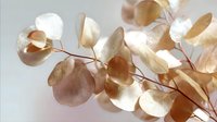 Delicate dried lunaria silver dollar plant branch with translucent round seed pods in soft beige and cream colors against light background, natural botanical decor.