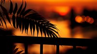 Silhouette of palm leaf against vibrant orange sunset sky with bokeh lights, creating dramatic tropical atmosphere. Dark fence railing adds depth and perspective.
