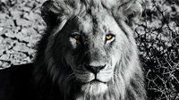 Majestic male lion portrait in black and white showcasing powerful facial features and intense gaze in natural wildlife habitat for conservation campaigns.