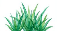 Isolated green agave plant with layered pointed leaves on transparent background, suitable for design projects, web graphics, and botanical illustrations.