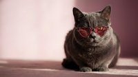 Gray tabby cat wearing red heart-shaped sunglasses sitting on pink surface with soft pink background for Valentine's Day or romantic themed designs.