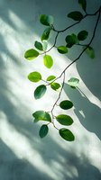 Fresh green leaves on branch with natural sunlight and shadows on mint wall, creating minimalist botanical composition for wellness and spa designs.