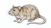 Isolated brown and tan rodent with detailed fur texture and long tail on white background, suitable for educational materials, clipart, and design projects.