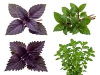 Fresh basil and mint herb varieties isolated on white background for culinary cooking and natural medicine applications.