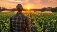 Caucasian male farmer in plaid shirt and cap observing corn field at golden sunset, back view. Agricultural landscape with growing maize crops and dramatic sky.