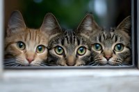 Three curious cats peering through window, ginger tabby and two striped cats with bright eyes looking directly at camera, creating humorous and engaging scene.