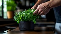 Fresh basil growing in modern black pot on kitchen counter with hand touching green aromatic herbs, natural light from window creates cozy home garden atmosphere.
