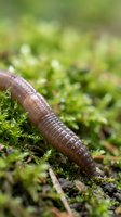 Earthworm crawling through green moss in natural garden soil environment showcasing organic composting and sustainable agriculture practices.