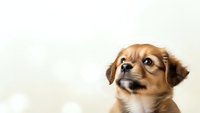 Adorable brown puppy with expressive eyes looking up on light background, perfect for pet care marketing and animal lover designs.