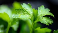 Fresh green parsley leaves with water droplets after rain or watering, macro photography showing natural herb texture for culinary and cooking projects.