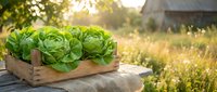 Fresh organic lettuce heads in rustic wooden crate on farm table during golden hour sunset, showcasing sustainable agriculture and healthy eating lifestyle.