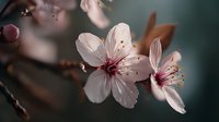 Delicate pink cherry blossoms bloom on branch with soft bokeh background, perfect for spring themes, nature photography, and seasonal design projects.