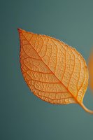 Orange autumn leaf with detailed veins and texture against soft blurred background, showcasing natural patterns and seasonal foliage transformation.