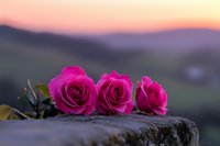 Three vibrant pink roses arranged on rustic stone surface with dreamy sunset mountain landscape background for romantic greeting cards and love themes.
