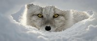Arctic fox face emerging from snow den with golden eyes and thick winter fur coat in natural wildlife habitat.