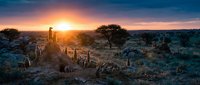 Stunning African savanna landscape at golden hour sunrise with acacia trees and rocky terrain creating dramatic silhouettes against vibrant orange sky.