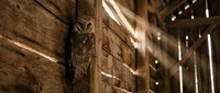 Barn owl perched on wooden beam inside rustic agricultural building with warm sunlight streaming through gaps, suitable for wildlife, nature, and rural heritage projects.