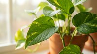 Lush green pothos houseplant with vibrant leaves growing in terracotta pot by sunny window, indoor gardening and home decor plant care concept.