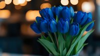 Vibrant royal blue tulips bouquet with fresh green stems against blurred warm bokeh background, creating romantic spring atmosphere for floral design.