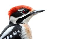 Close-up portrait of great spotted woodpecker head with distinctive red crown, black and white feathers, and sharp beak against white background, isolated.