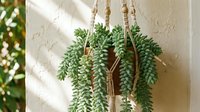 Hanging succulent plant with trailing green foliage in macramé holder against white wall with natural sunlight for home decor and interior design.