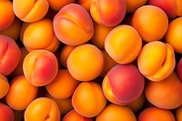 Fresh ripe apricots background with vibrant orange and red colors, full frame close up view of natural organic summer fruits arranged in rows.