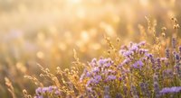 Purple wildflowers blooming in golden sunset light with warm bokeh background creating dreamy natural meadow scene for wellness and nature content.
