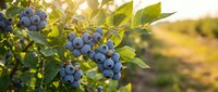 Fresh blueberries hanging on bush with green leaves in warm sunlight, organic fruit growing in natural garden setting for healthy eating and agriculture.