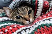Adorable tabby kitten wrapped in cozy knitted Christmas blanket with festive red green white stripes looking directly at camera with bright eyes.