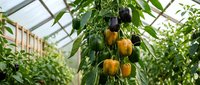 Colorful bell peppers growing on plants in modern greenhouse with natural lighting for organic farming and sustainable agriculture production.
