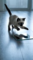 Adorable Siamese kitten with blue eyes playing with reflection on mirror tile indoors. Curious young cat exploring home environment on wooden floor.