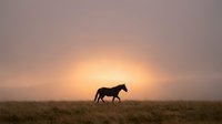 Horse silhouette walking across misty meadow at golden sunrise with warm atmospheric lighting and peaceful rural landscape scenery.
