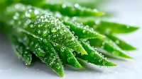 Fresh green fern leaves covered with morning dew drops in macro photography, creating natural bokeh effect against soft light background.